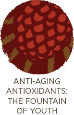  Anti-Aging Antioxidants: The Fountain of Youth